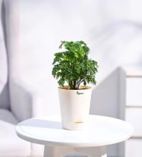 Aralia Golden Natural Plant In White Self Watering Pot