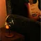 Audio Technica ATH-WP900SE Wired Headphones