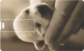 Printland Credit Card Cute Pup PC81148 8GB Pen Drive