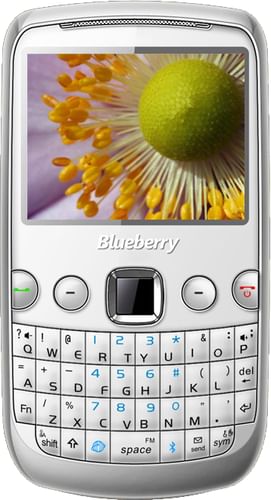 Spice Blueberry Mini QT58