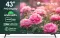 Skylive SL43CM1 43 inch Full HD Smart LED TV