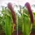 Sohel Sk