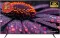 Admiral ADL55DX4KS 55 inch Ultra HD 4K Smart LED TV
