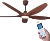 Oltao Acorn 1320 mm 5 Blade Ceiling Fan