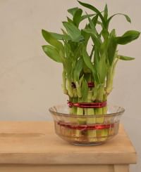 Lucky Bamboo 2 Layer Natural Live Plant In Green Self Watering Pot, By Ugaoo