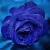 Harsh Verma