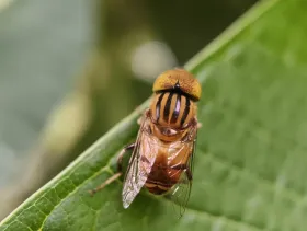 Macro and Fish-eye Lenses