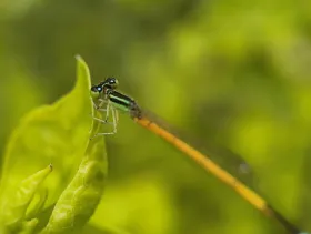Macro and Fish-eye Lenses