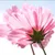 Santhoshi G