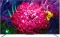 TCL 55C815 55-inch Ultra HD 4K Smart QLED TV